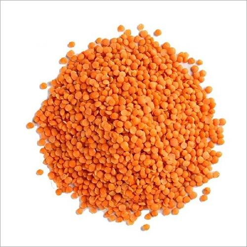 Whole Red Lentils Masoor Dal, Black Lentils Masoor Dal Organic Cultivation