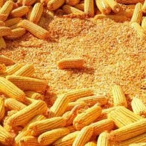 Dried Grade 2 Yellow Maize/Corn, Non-GMO, Fit for Human Consumption and Animal Feed