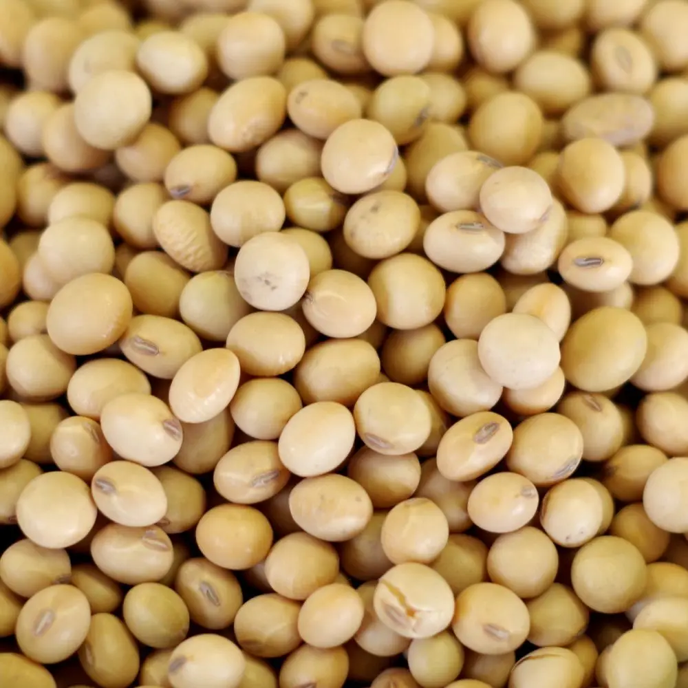 Good Quality Factory Wholesale Bulk Pure Natural Dried Soybeans Nutrient Raw Soybeans