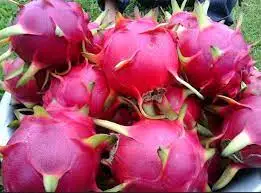 Provider of The Best Fresh Red Dragon Fruit Pink White Sweet Long Style Van Inside Organic BIG Color Small Skin Natural Origin