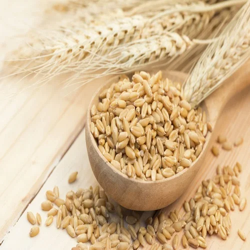 Barley Grains Premium Barley Seeds/Animal feed barley/bulk stocks ready for exports