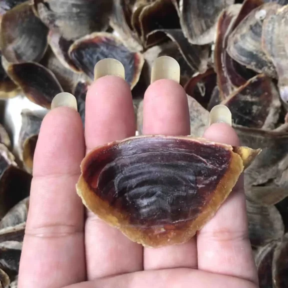 opercule ocean seashells from beach