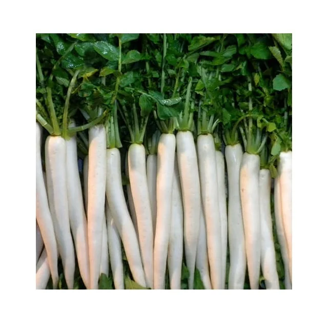 Wholesale Supplier of Natural Quality Fresh Vegetables Radish Bulk Quantity Ready For Export