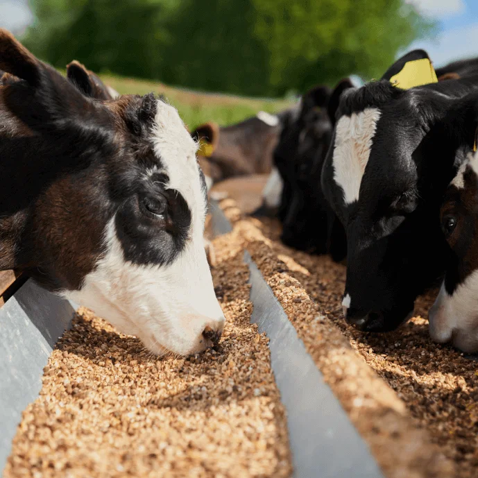 Manufacturing a Best Quality Copra Cake from South India Which is Made from the White Part of the Coconut which is Dried