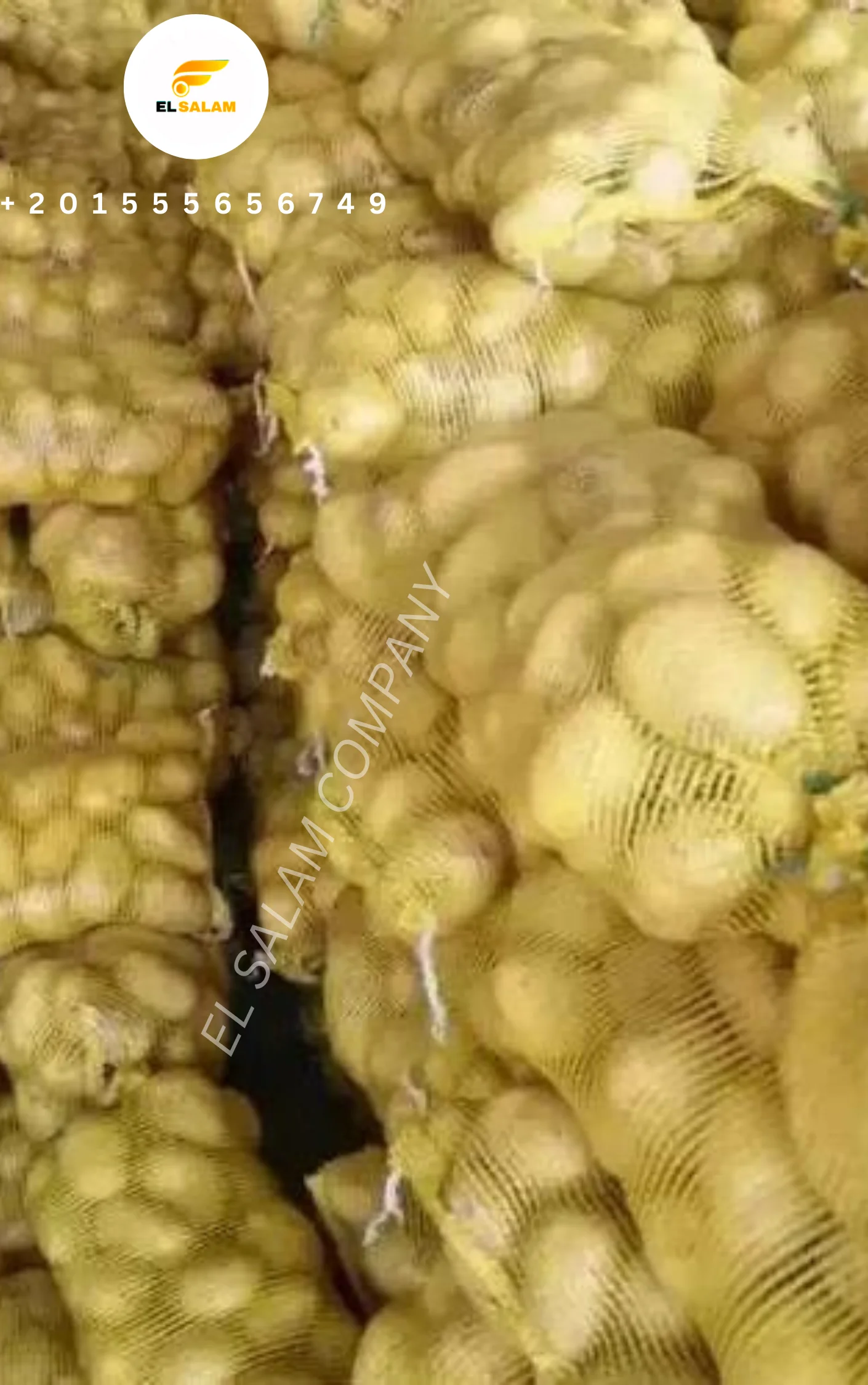 Новый свежий картофель высокого качества из Египта по низкой цене для оптовой продажи