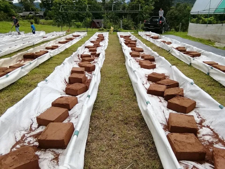 Best Seller COCO PEAT Block 5Kg Bales High Quality 100% Natural Not Washed Coconut Peat Prices Manufacturer Organic