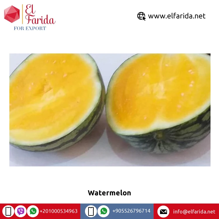 100% натуральный вкусный вкус, лучшее качество, оптовая продажа, Египетский свежий фруктовый арбуз без семян по надежной рыночной цене из египта