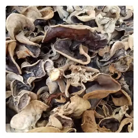 Freshly DRIED BLACK FUNGUS MUSHROOM // A Flavorful Addition to Any Dish // PREMIUM QUALITY from 100% NATURAL
