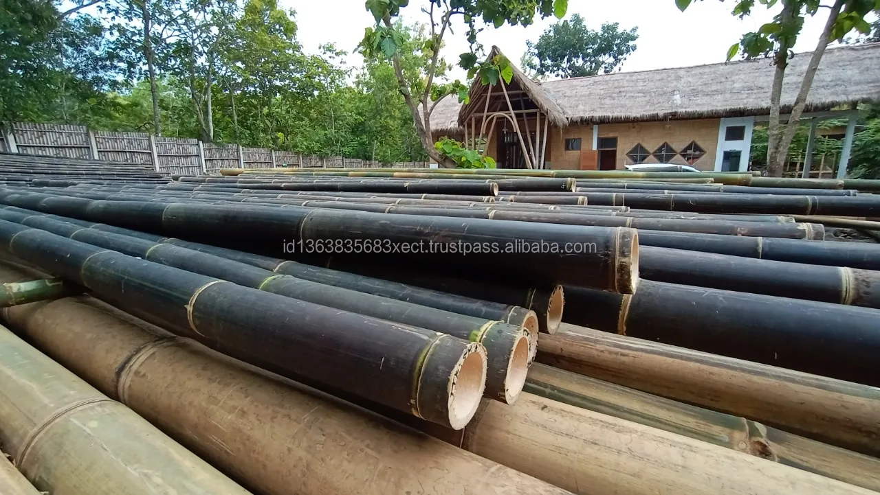 600 Cm High Quality Indonesia Bamboo Tropical Black Bamboo Treated For Construction