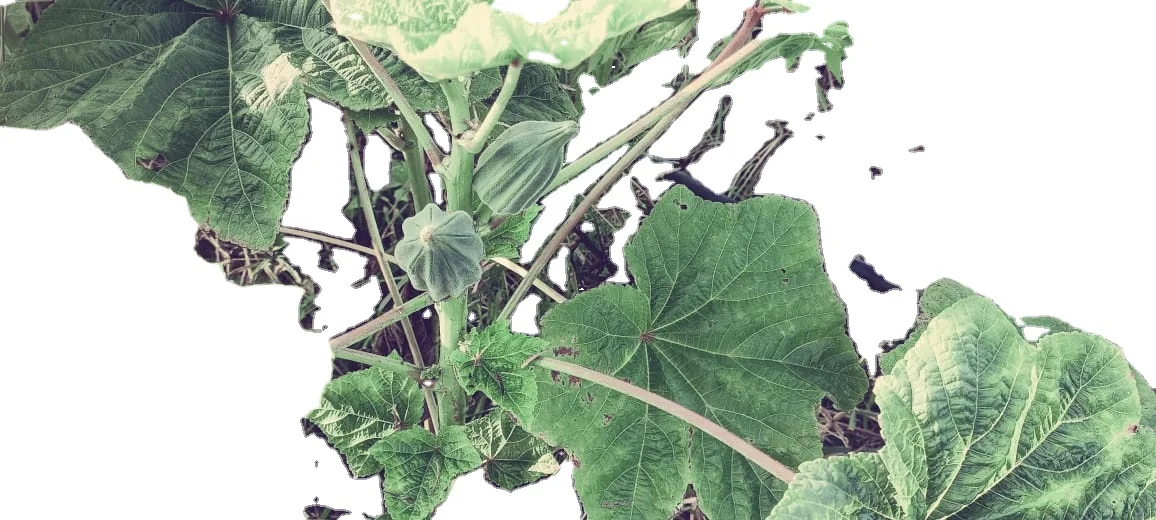 African Okra export in 30 / 40 / 50 gm sachet packing