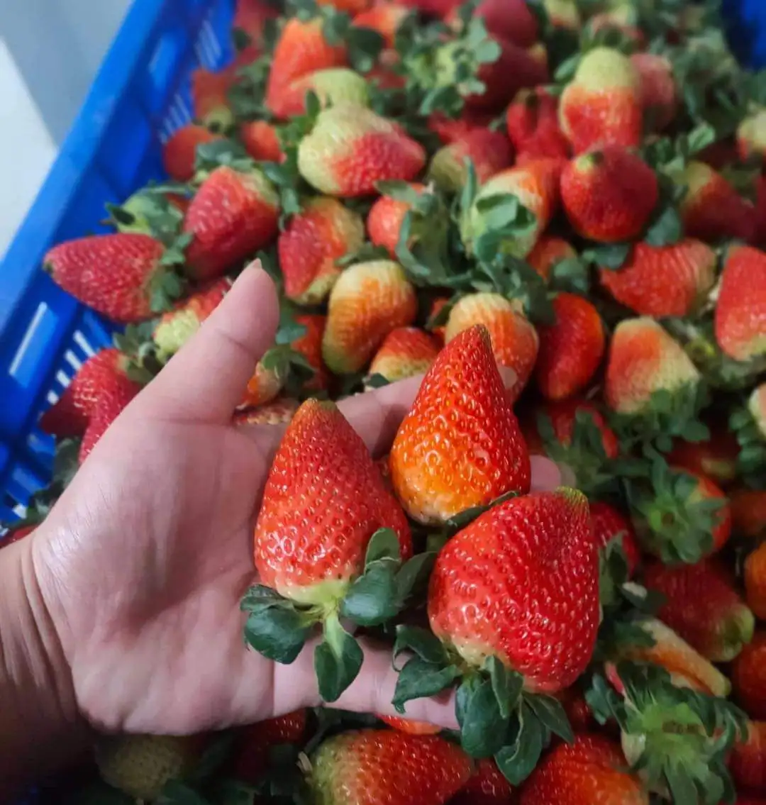 Food Grade Fresh Fruit Product Strawberry with Reasonable Price in VietNam