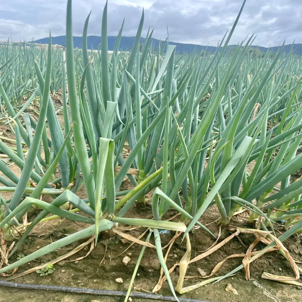 Vietnamese Paro Onion Good For Healthy Export Food Organic Farm Packaging Made In Vietnam Trading