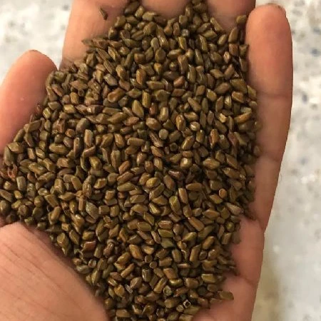 Cassia Tora Seed Organic Indian Exporter pure quality product top class item 10 kg to 50 kg packing