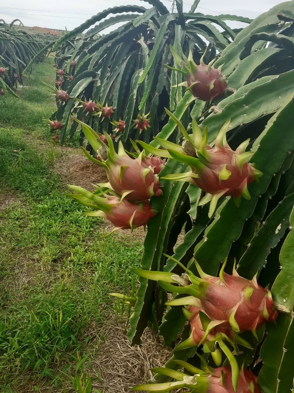 2024 Sale of Natural Sweet Dragon Fruit with White Red Flesh Fresh and Competitively Priced Export Ready from Vietnam Supplier