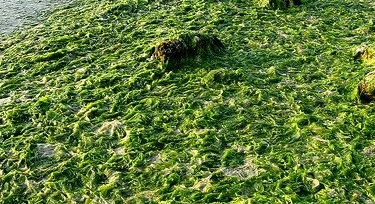 Dried Ulva Lactuca/ Green Seaweed/ Sea Lettuce Seaweed sea moss natural green color good price  premium quality from Vietnam