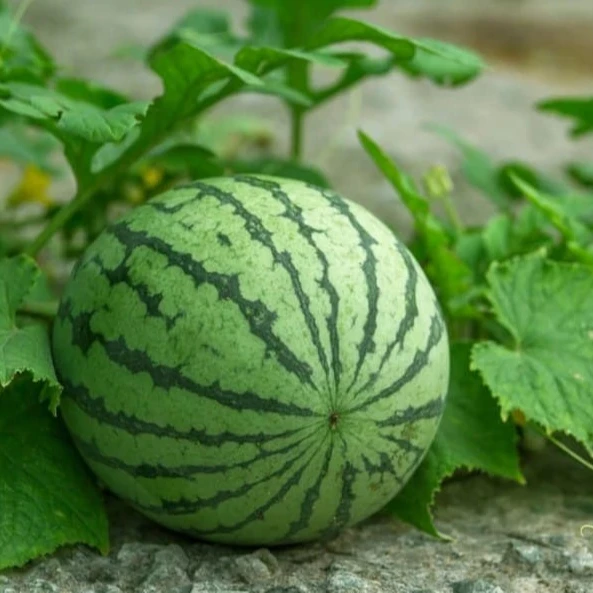 Fresh Watermelon Tropical Vietnamese fruit