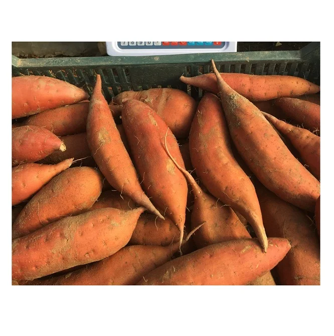 Best Quality Hot Sale Price Fresh Vegetables Sweet Potatoes