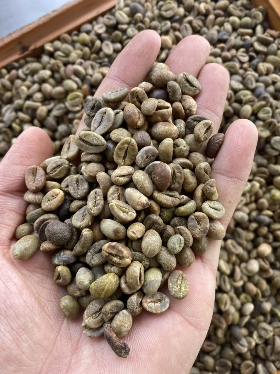 Необжаренные зеленые кофейные зерна ROBUSTA высокого качества Ms. Emily + 84964660879