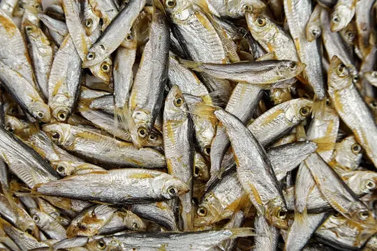 Special Salted Herring Fish Smoked Split Herring Fish With High Standard Ms Sophie