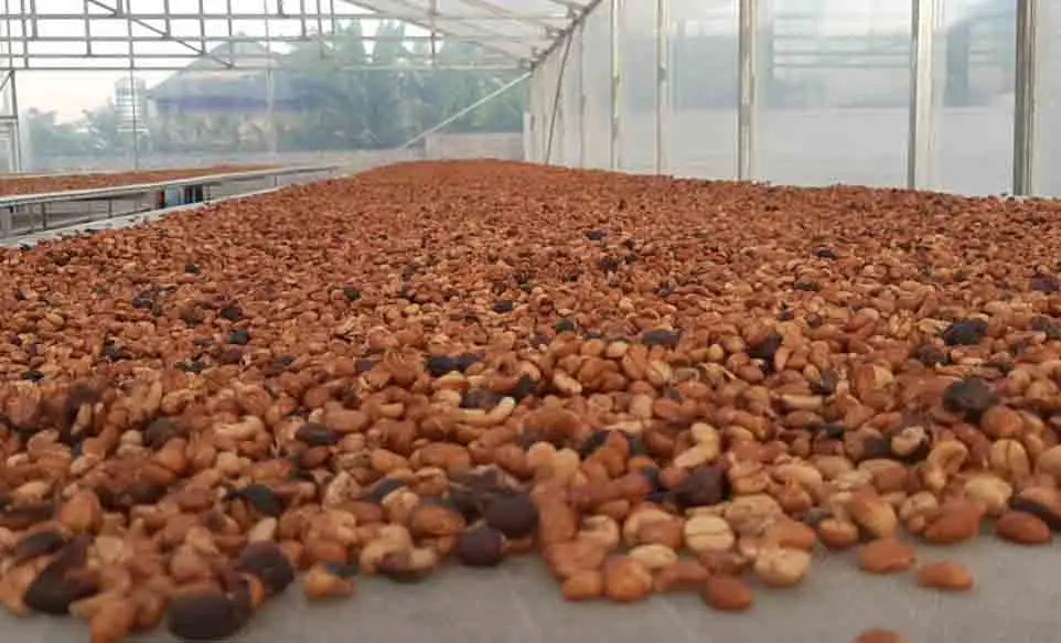 DETECH High Quality Robusta & Arabica Whole Bean Vietnamese Coffee Green Processed Custom Brand Wholesome Coffee Beans in Bag