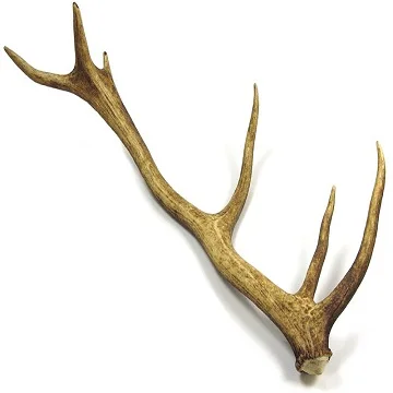 Red Deer Antlers for Sale