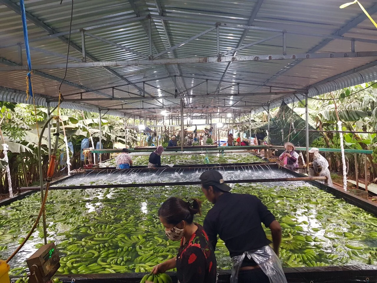 CAVENDISH BANANA, VIETNAM ORIGIN, HIGH QUALITY, BEST PRICE FOR DIRECT EATING, CROP 2022-2023