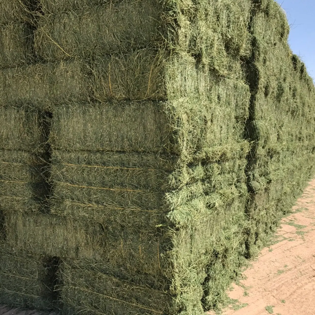 ALFAFA HAY READY FOR SUPPLY/ Alfalfa hay with high protein for animal feeding