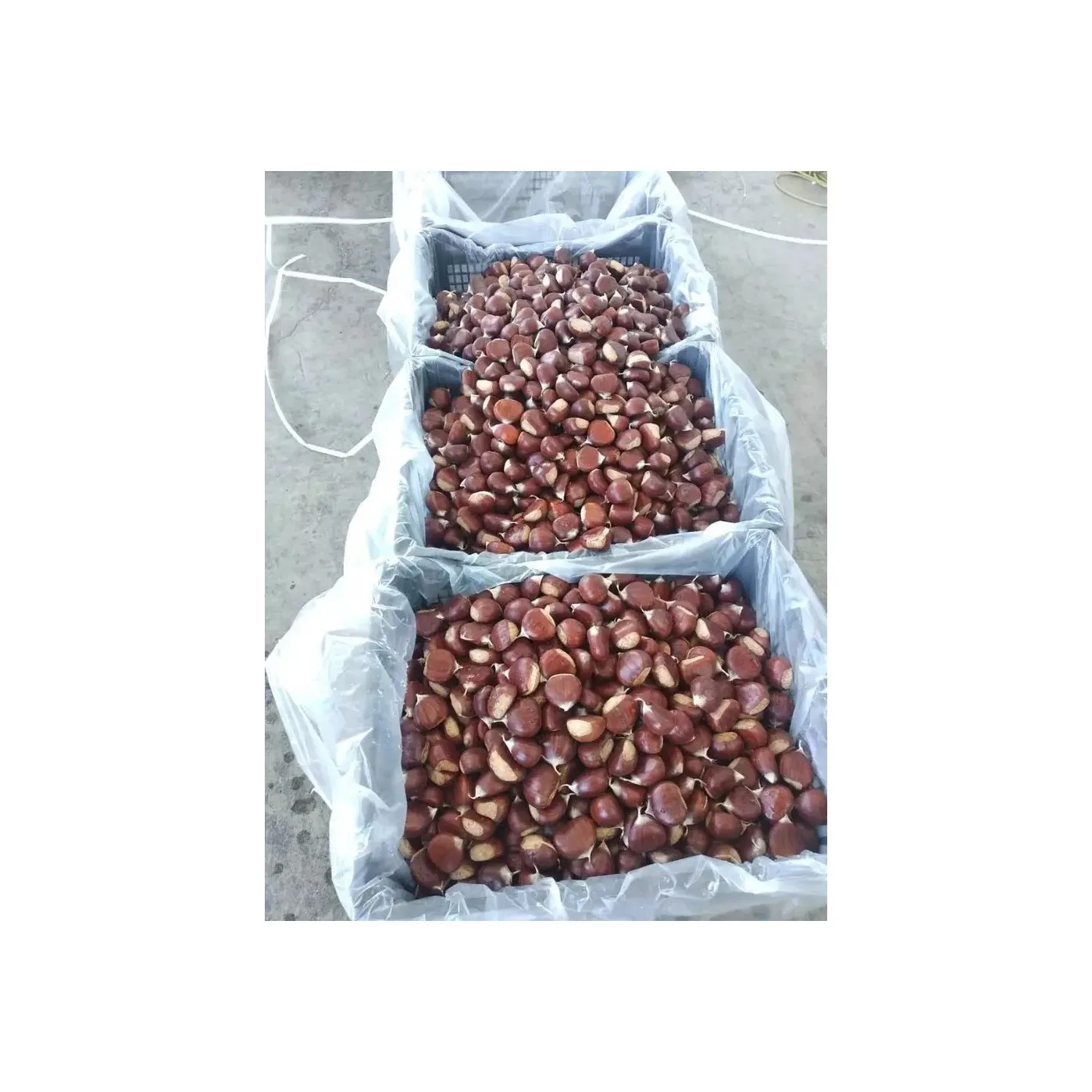 Chestnut Kennel Raw Fresh Chestnuts Organic Fresh Chest Nuts Peeled Roasted Kernels Low Price