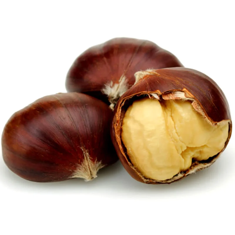 Organic Chestnut Sweet Chestnut Fresh Raw Chestnut