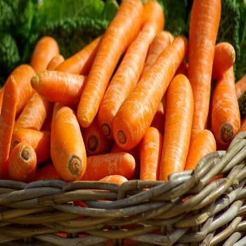 Новый Урожай свежей моркови для оптовой продажи Высококачественная красная