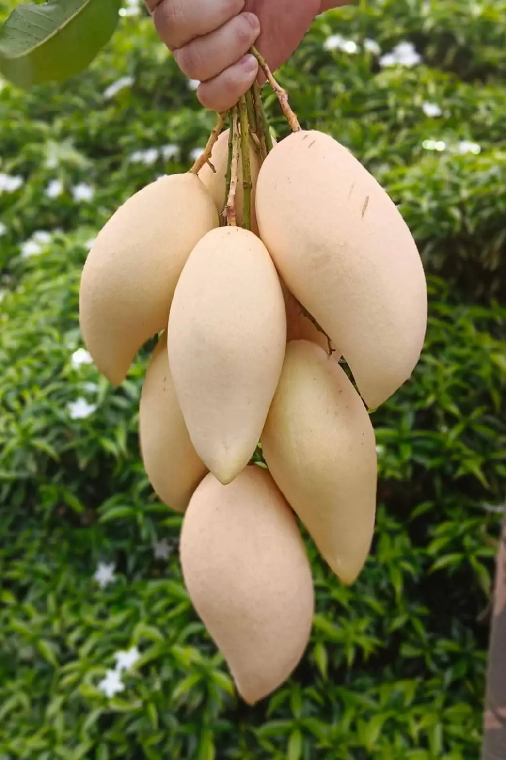 Fresh Mango Sweet and Tasty Golden Mangos Delicious Premium Quality and 100%