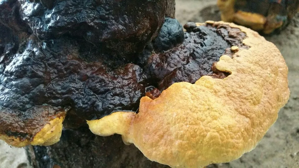 CYSO Korean HACCP Andong Phellinus Linteus Mushroom Herbal Supplements Immunity Support Healthy Food Dried whole mushroom