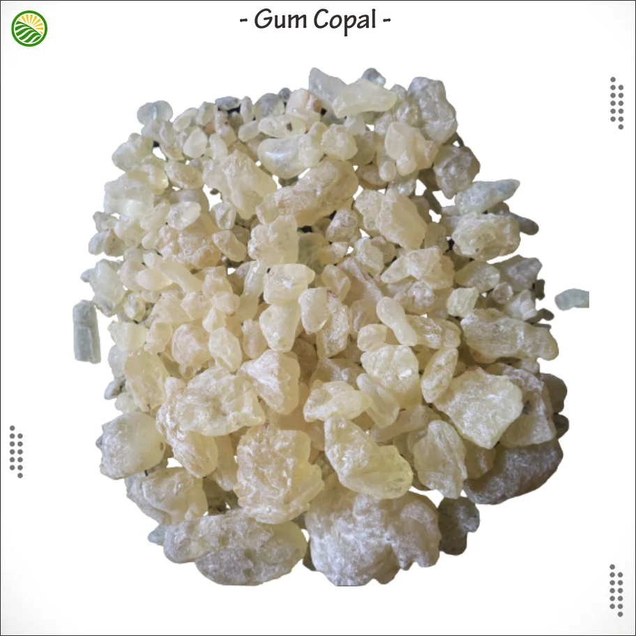 PWS, DBB, sand Gum Copal form bacan north maluku indonesia export quality