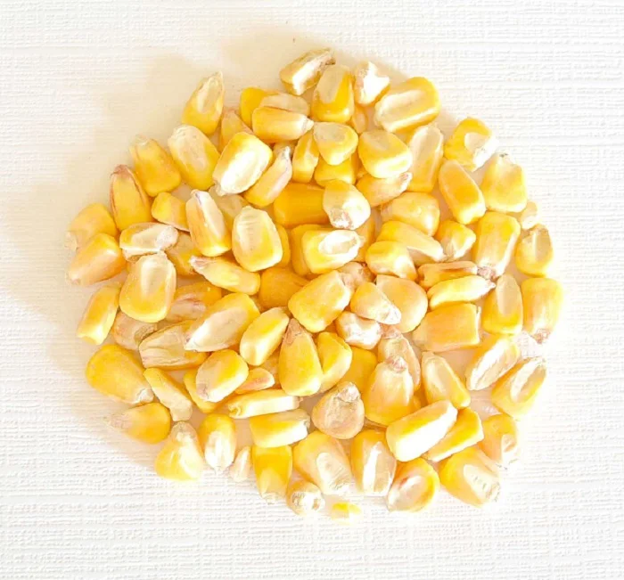 Natural White Maize Corn Fresh Yellow Corn White Corn In Stock