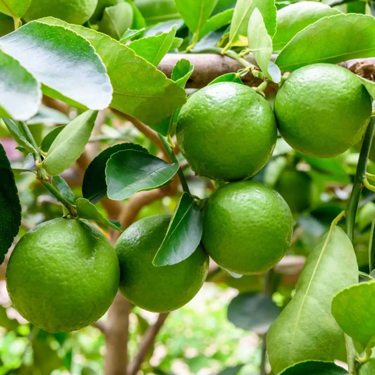 Citrus Fruit Vietnam Fresh Seedless Lime - High Quality Lime - Top Quality Product Export from Vietnam