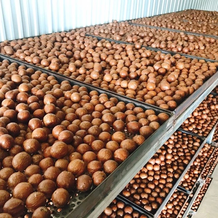 Свежий орех Макка необжаренный семена маттиака конкурентоспособная цена на экспорт