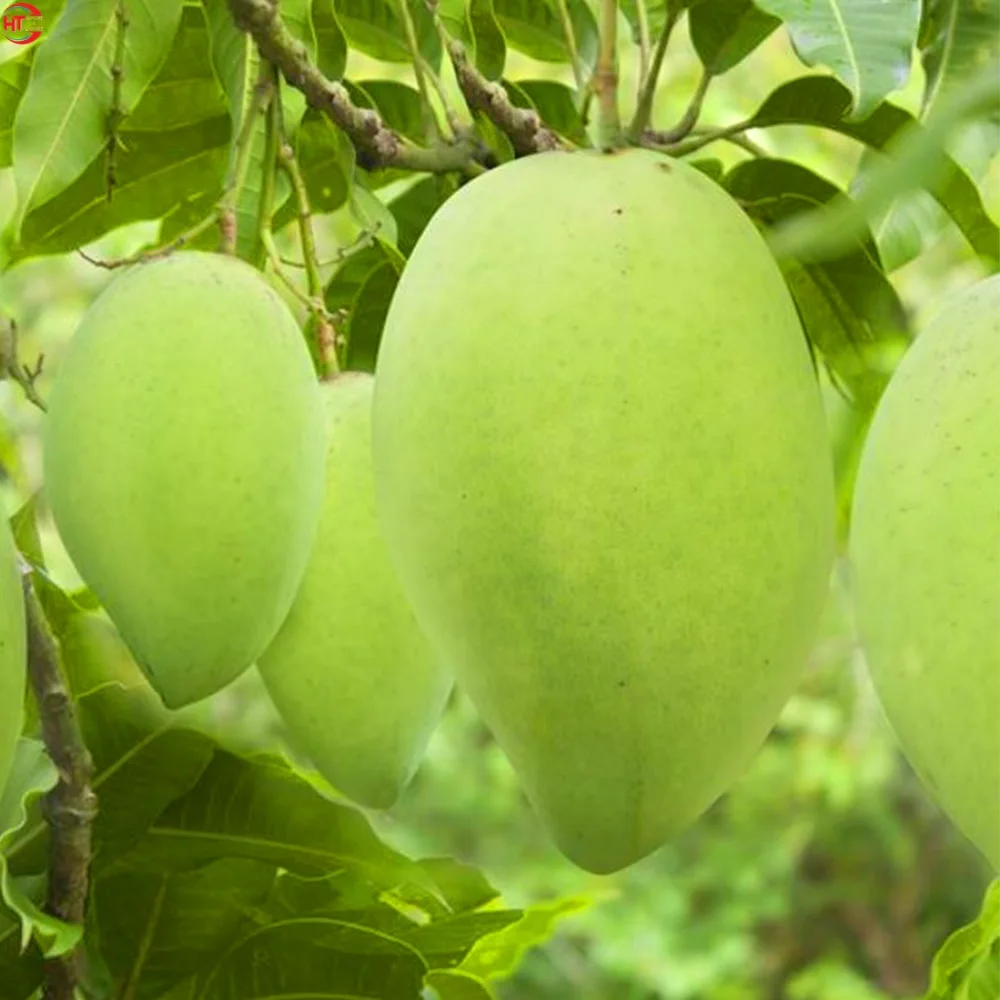 Fresh Fruit Export Organic Cultivation Ripe Maturity Natural Sweet Taste Hoa Loc Mango From Vietnam Brand