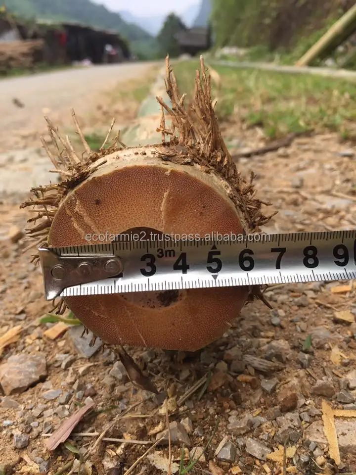 Large quantity tam vong bamboo pole solid bamboo sticks for sale moso bamboo poles new season harvested