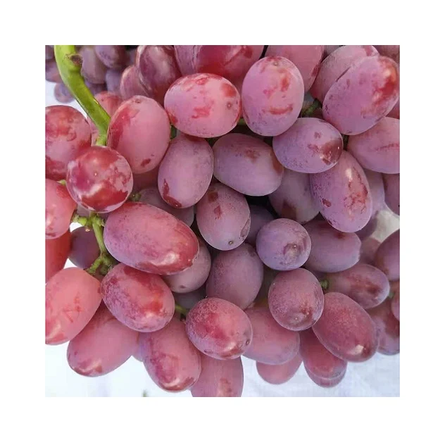 Свежий красный виноград для продажи в Европе.