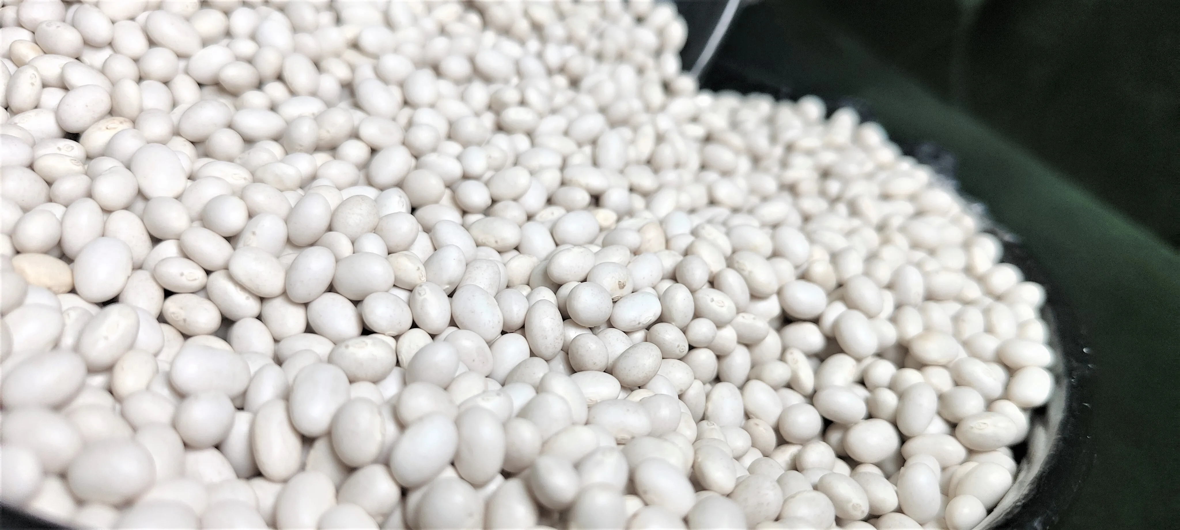 Top Grade Ethiopian White Pea Beans, 2024 Harvest, 420-450PCS, Machine Cleaned & Polished Wholesale Bulk Dried