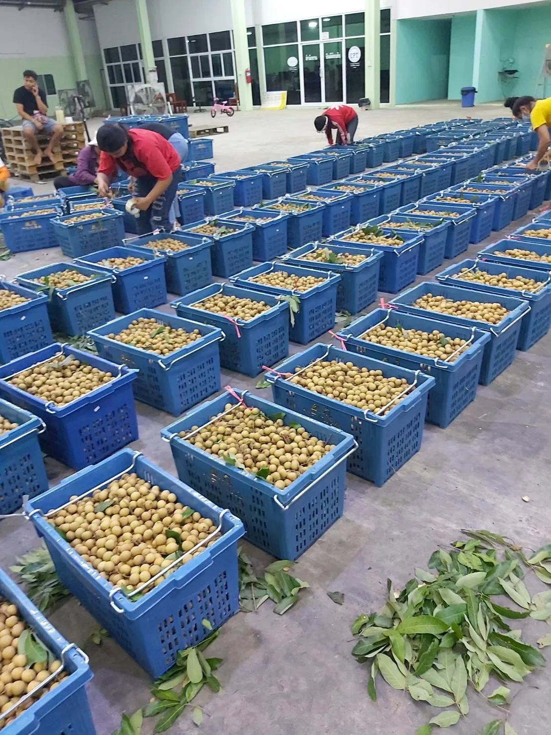 Highly Recommended High Quality with Best Seller Premium Longan from Agriculture Product from Thailand