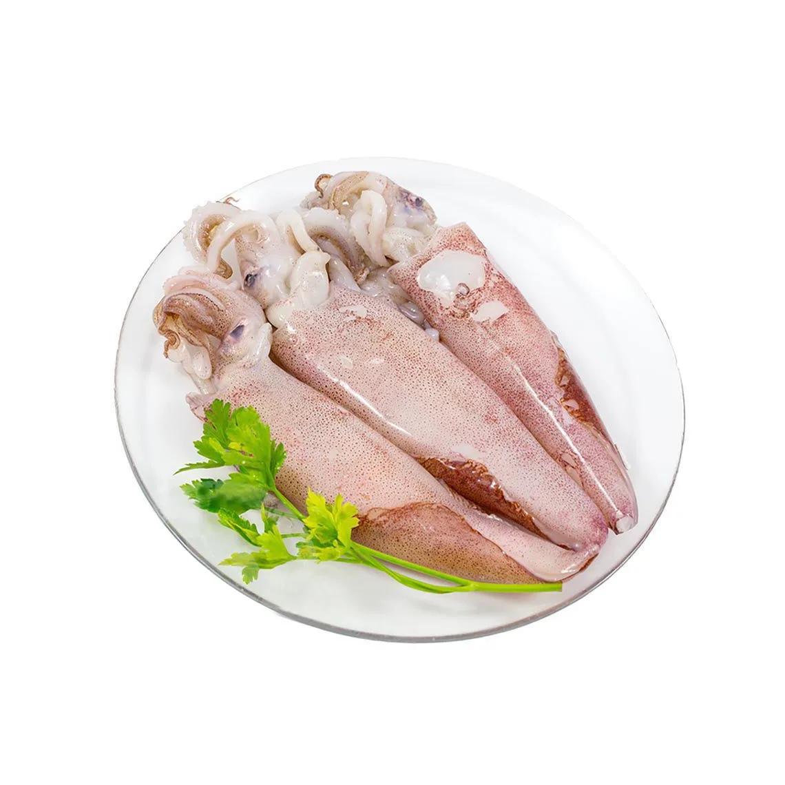 Thailand Fresh Squid / High Quality Dry Dried Free Tax Flower and SSquid Fillet