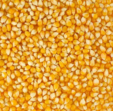 Top Quality Yellow Maize Broken Feeds At Wholesale Prices From India