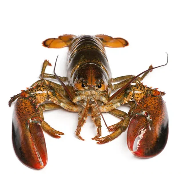 Fresh Frozen Lobsters, Raw Lobsters, Live Lobsters with Highest Export Quality
