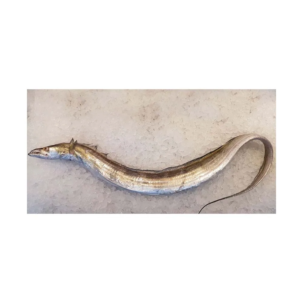 Best Quality Fresh Ribbon Fish Available Bulk at Cheapest Prices
