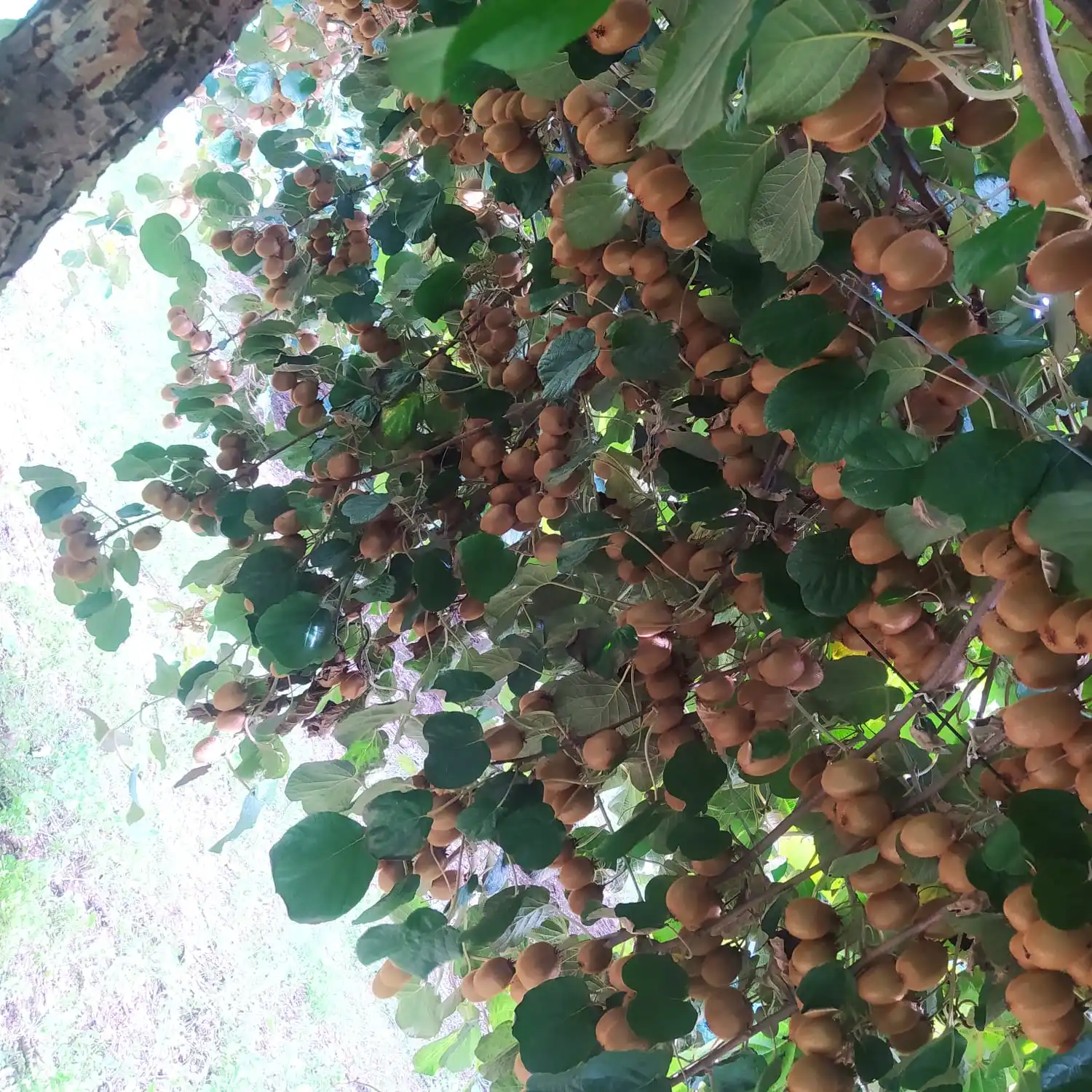 Fresh Fruit Kiwi 60gr at viols and Plastic carton boxes Turkish Original Kiwi wholesale fresh fruits