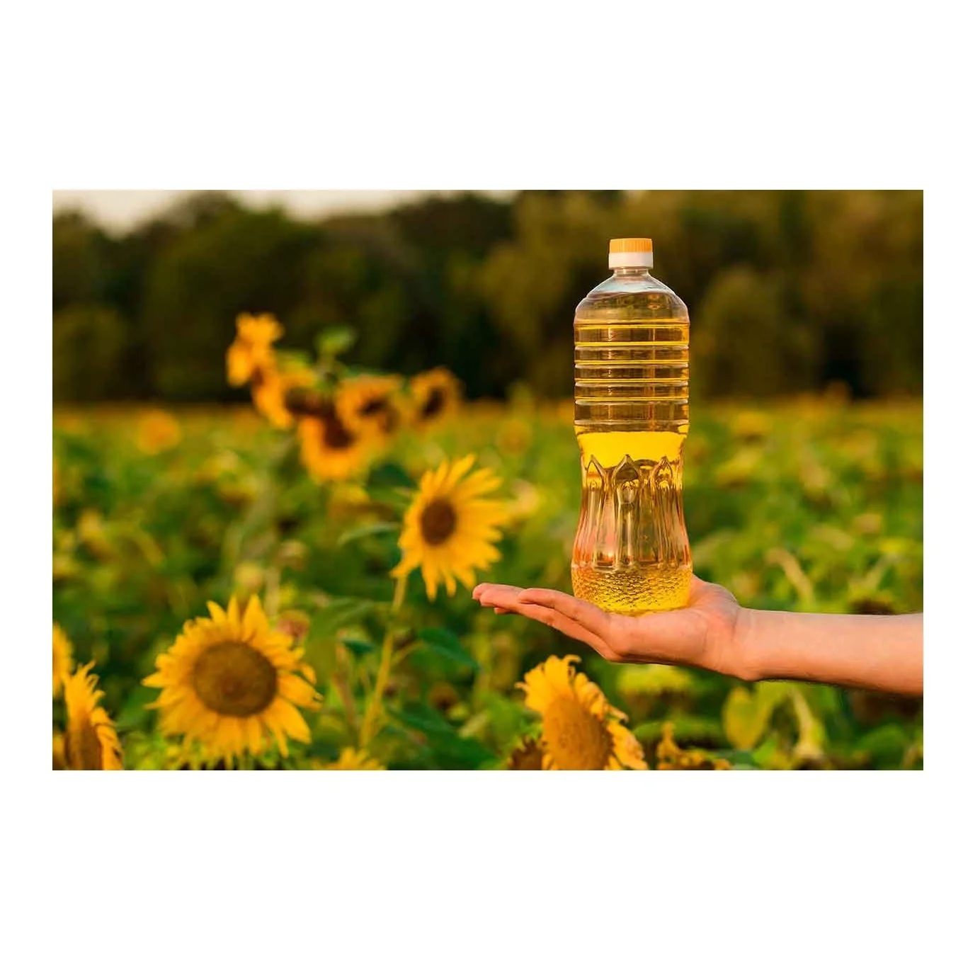 High Quality Refined Sun Flower Oil 100% Refined Sunflower oil