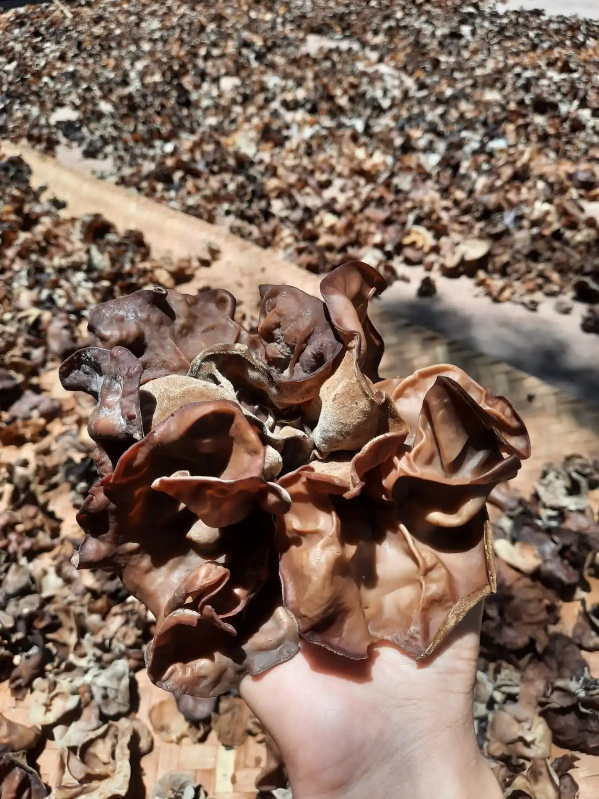 Wholesale Fungus Fungus Vietnam Manufacturer Direct Sale Cultivated Whole Part Natural Dried Black Type  Ms. Lily +84 906 927 73