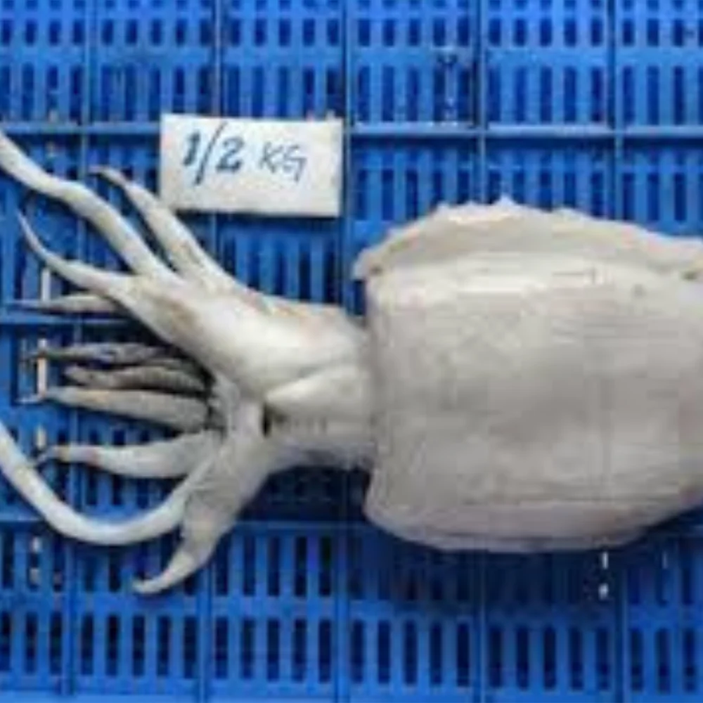 Altawakal Frozen Foods Hot Selling Frozen Cuttlefish Delicious Nutritious Top Quality For Export from Pakistan