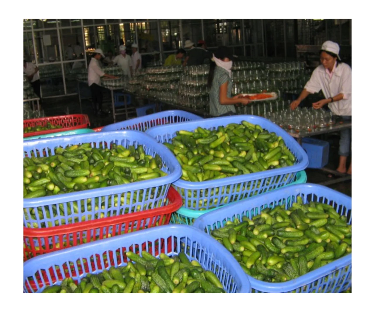 Vietnam Top Canned Food Branch Pickled Cucumber in Glass Jar 720 ml